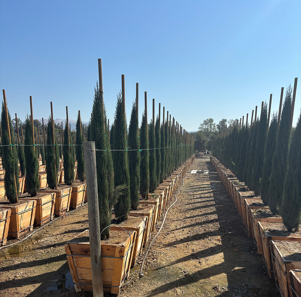 Tiny Tower® Italian Cypress - Cupressus sempervirens Tiny Tower