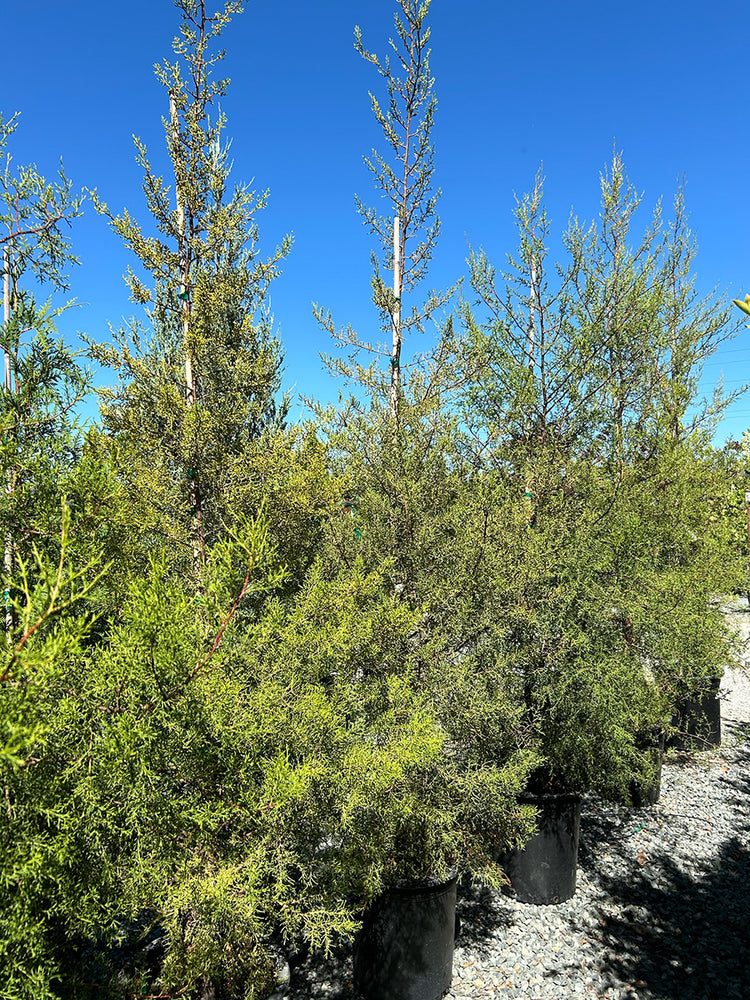 Tecate Cypress - Cupressus (Hesperocyparis) forbesii