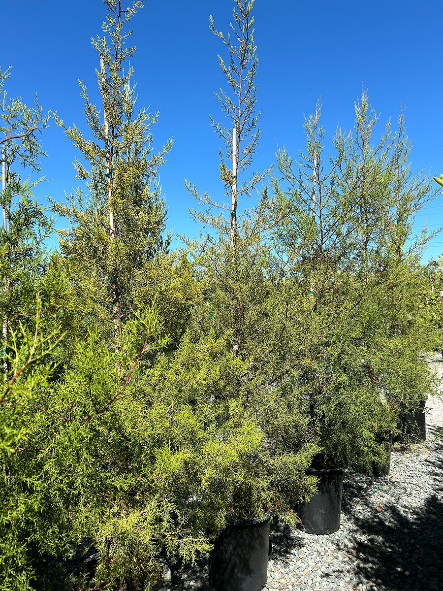 Tecate Cypress - Cupressus (Hesperocyparis) forbesii