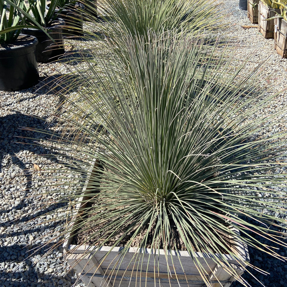 Mexican Grass Tree - Dasylirion Longissimum - Pulled Nursery