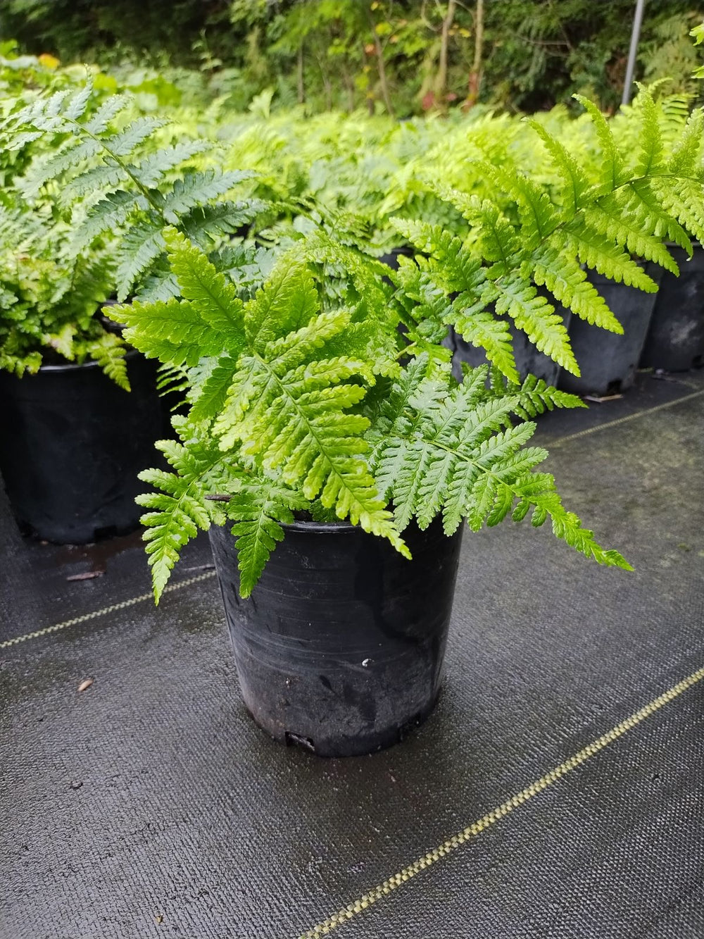 tree fern indoor plant Robust Wood Fern