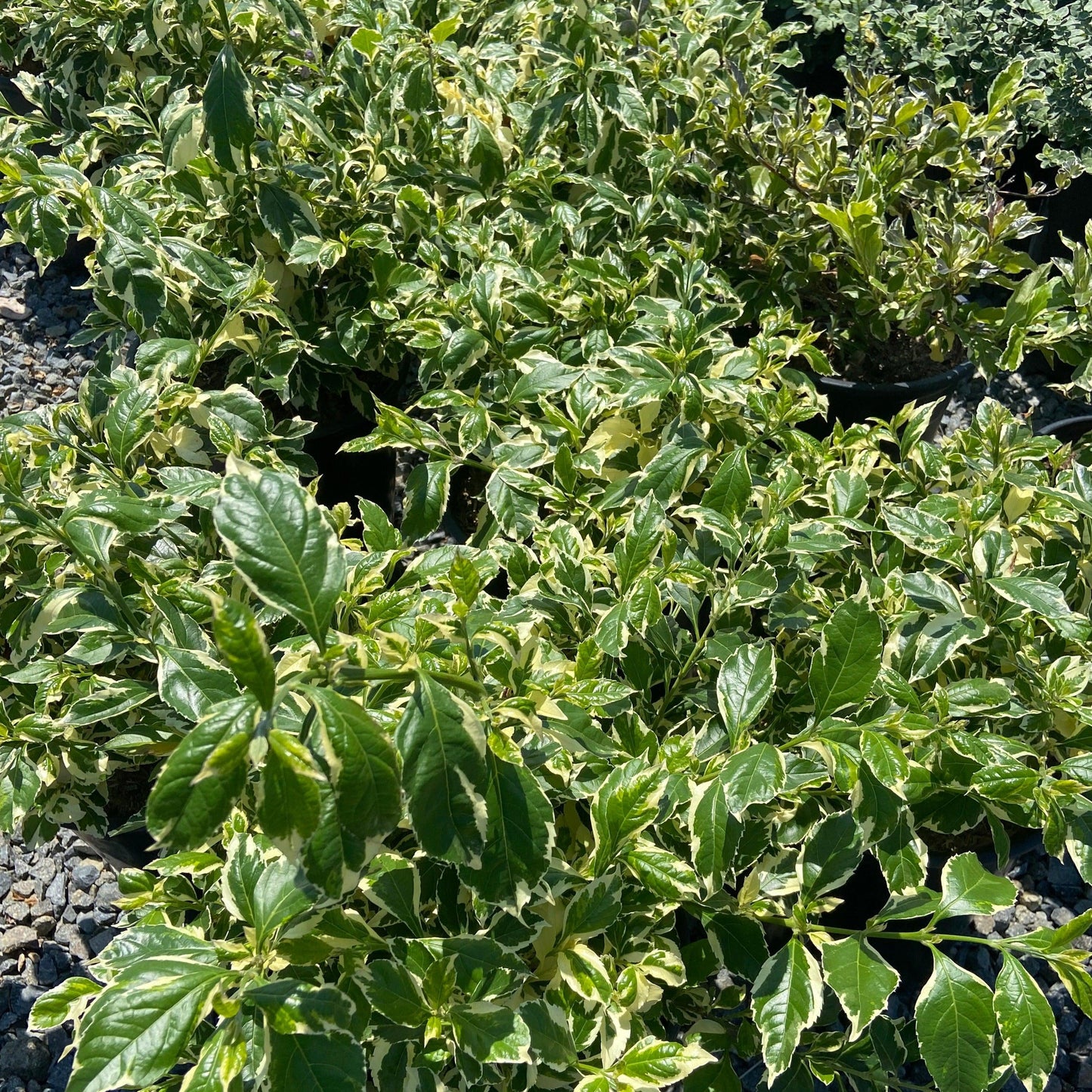 Golden Dewdrop 'Variegata' - Duranta erecta 'Variegata' (White) - Pulled Nursery