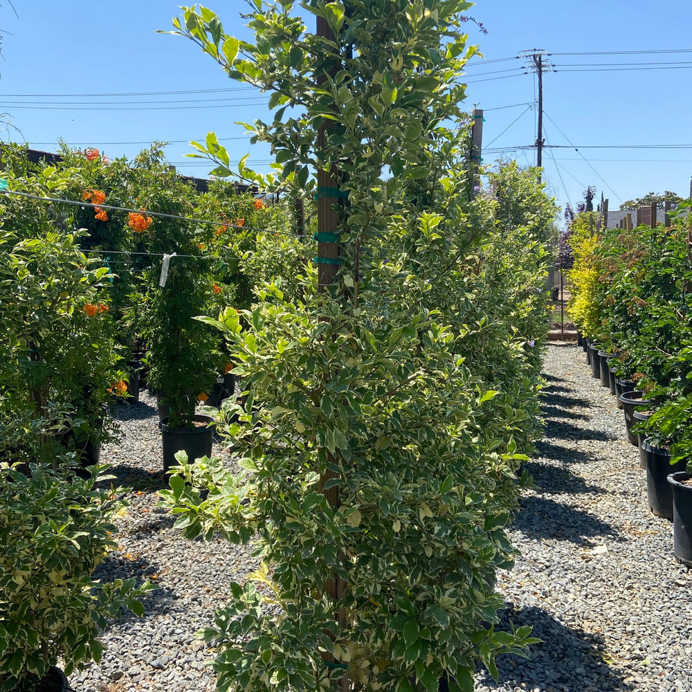 Golden Dewdrop 'Variegata' Staked - Duranta erecta 'Variegata - Pulled Nursery