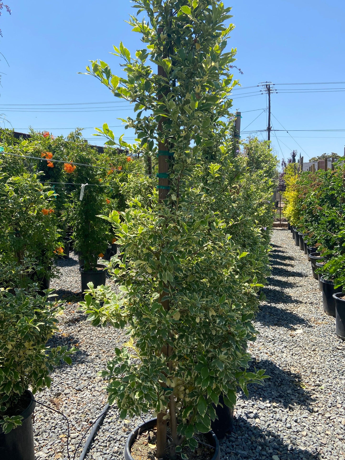 Golden Dewdrop 'Variegata' Staked - Duranta erecta 'Variegata - Pulled Nursery