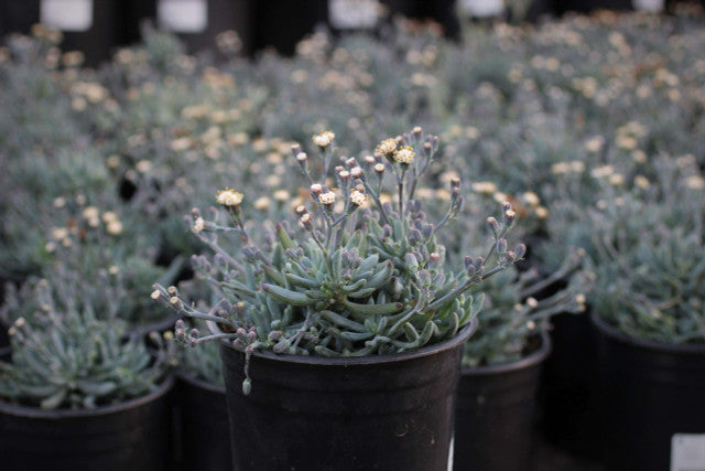 Dwarf Blue Chalksticks - Senecio serpens