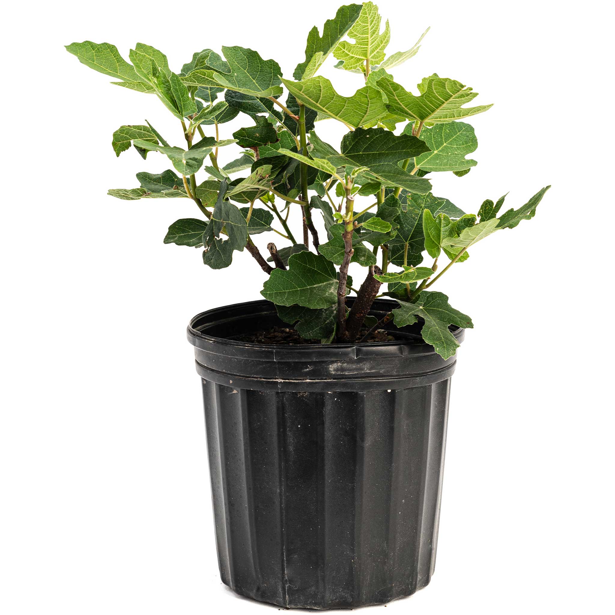 Chicago Hardy Fig Tree – Yardwork