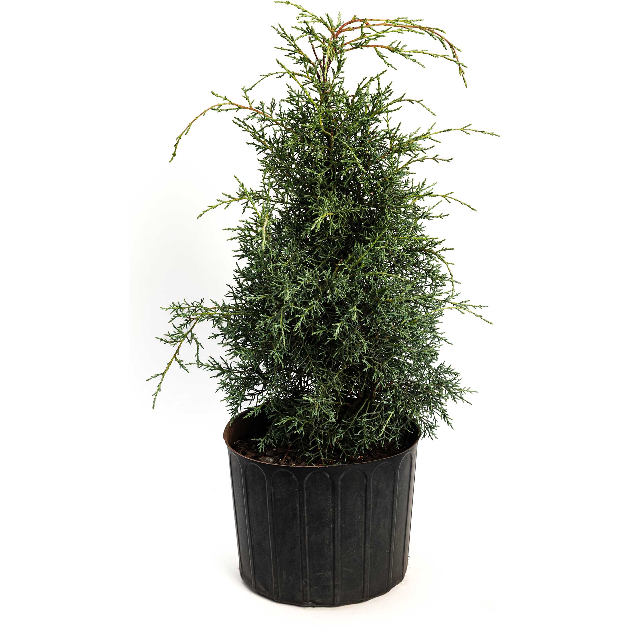 Arizona Cypress - Carolina Sapphire – Yardwork