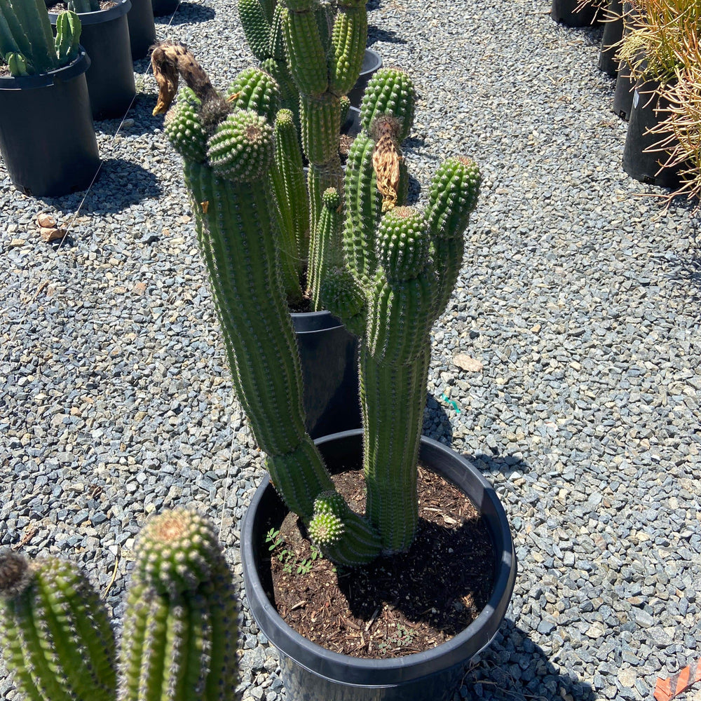 Indian Cob Cactus - Echinopsis brevispinulosus - Pulled Nursery