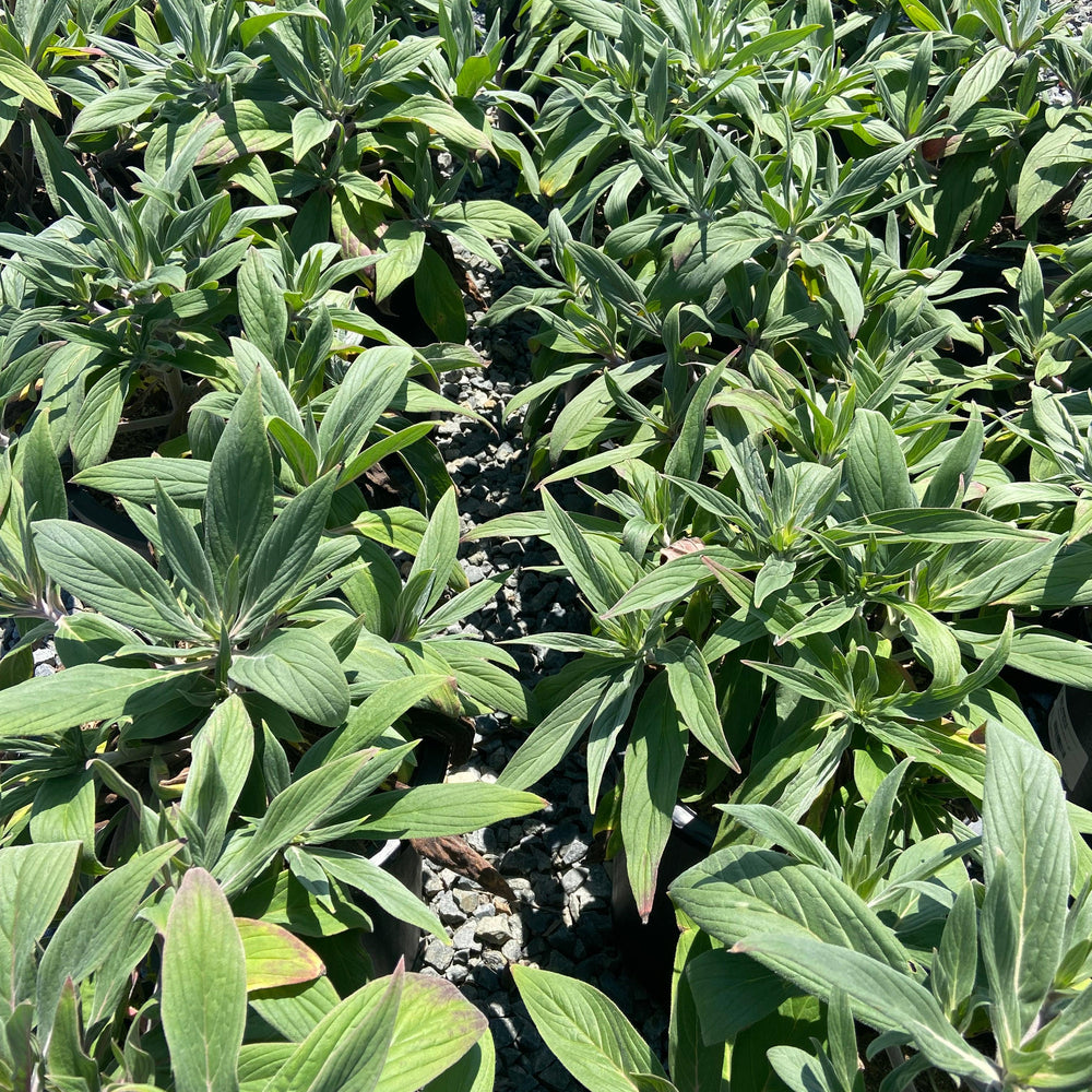 Pride of Madeira - Echium Fastuosum - Pulled Nursery