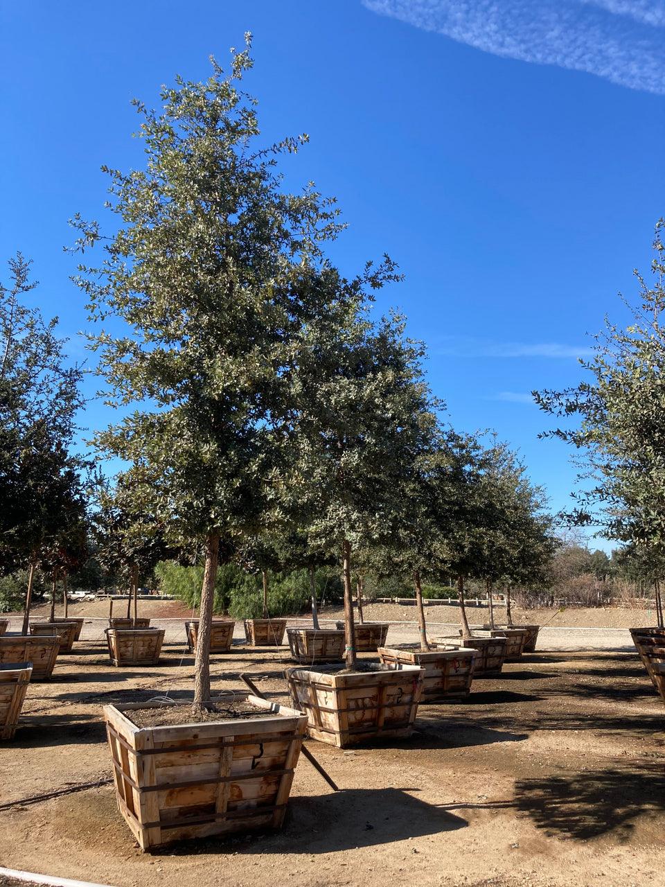 Engelmann Oak - Quercus engelmannii - Pulled Nursery