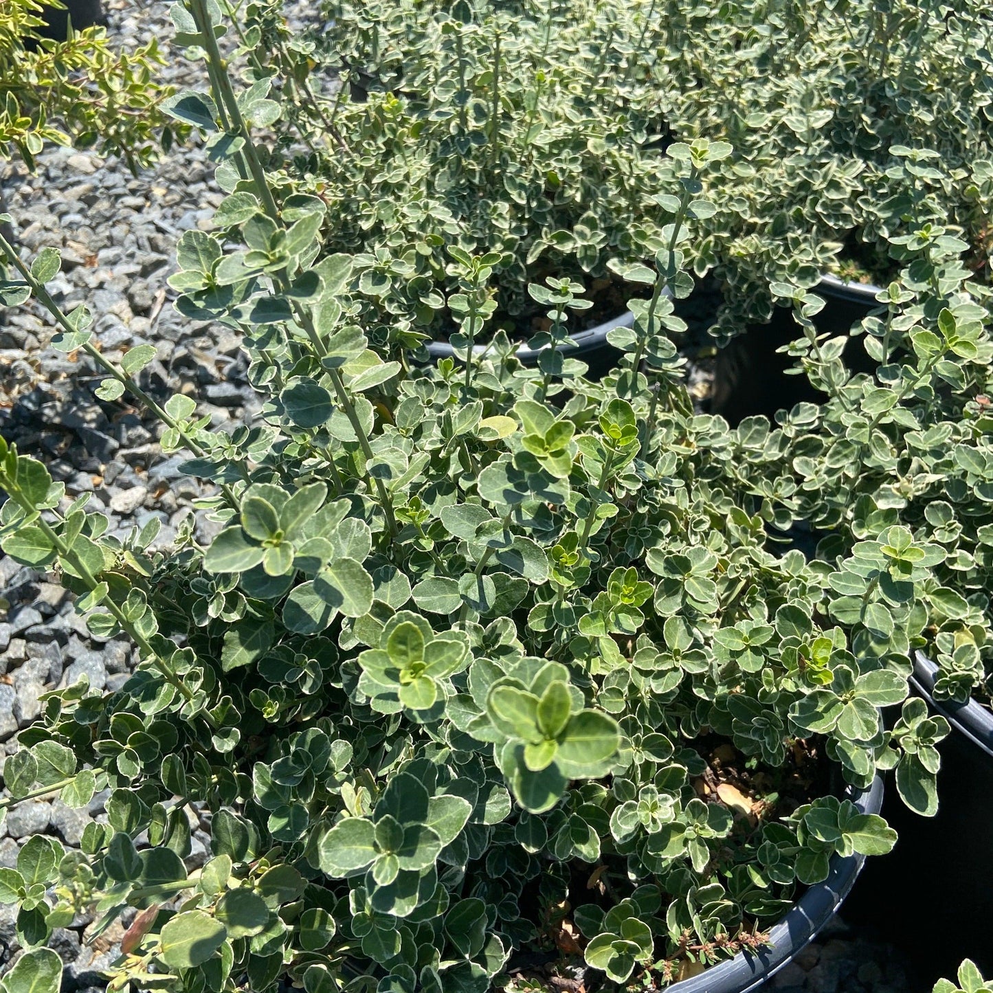 Emerald Gaiety Wintercreeper - Euonymus fortunei 'Emerald Gaiety - Pulled Nursery