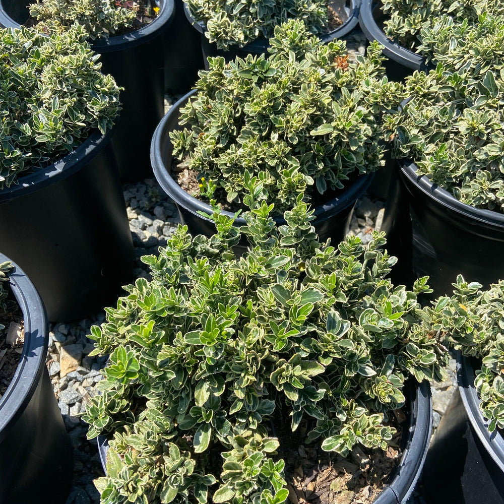 Japanese Euonymus 'Microphyllus Variegatus' - Euonymus japonicus 'Microphyllus Variegatus - Pulled Nursery