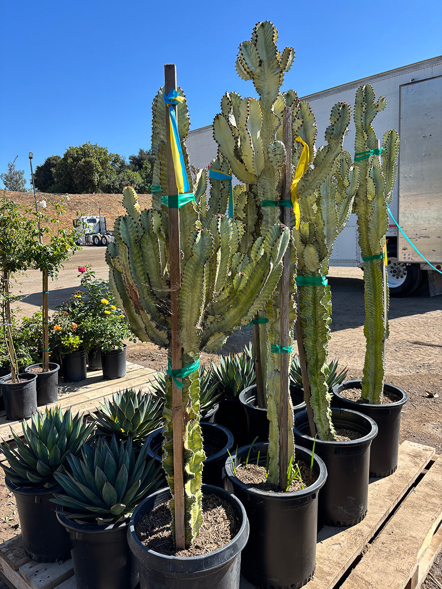 Euphorbia Ammak - Desert Candelabra Spurge – Yardwork