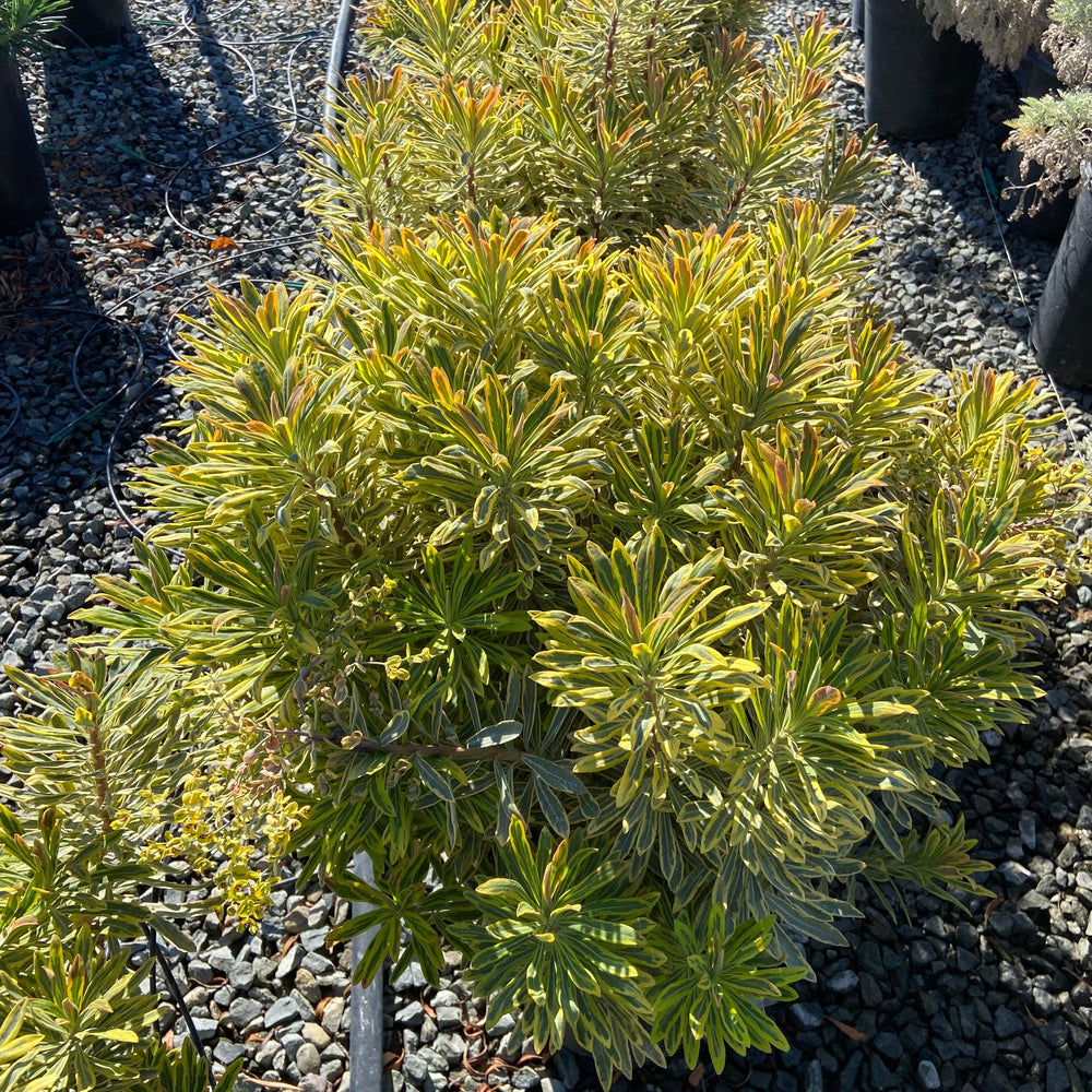 
                      
                        Spurge - Euphorbia - Pulled Nursery
                      
                    