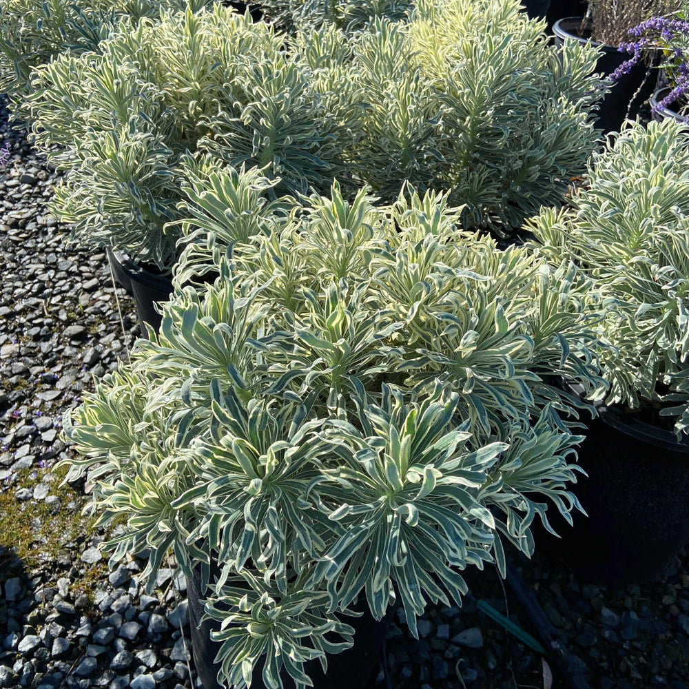 Spurge - Euphorbia - Pulled Nursery