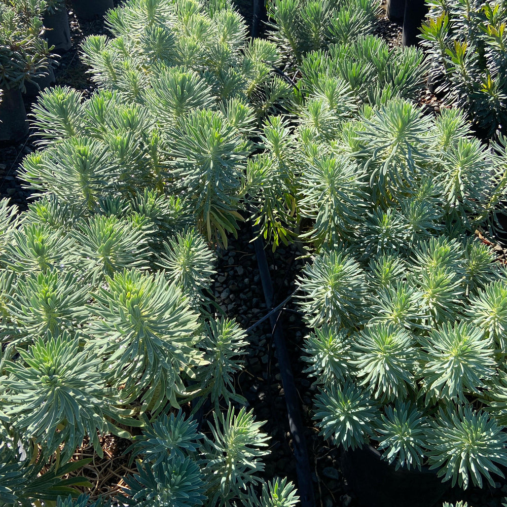 
                      
                        Spurge - Euphorbia - Pulled Nursery
                      
                    