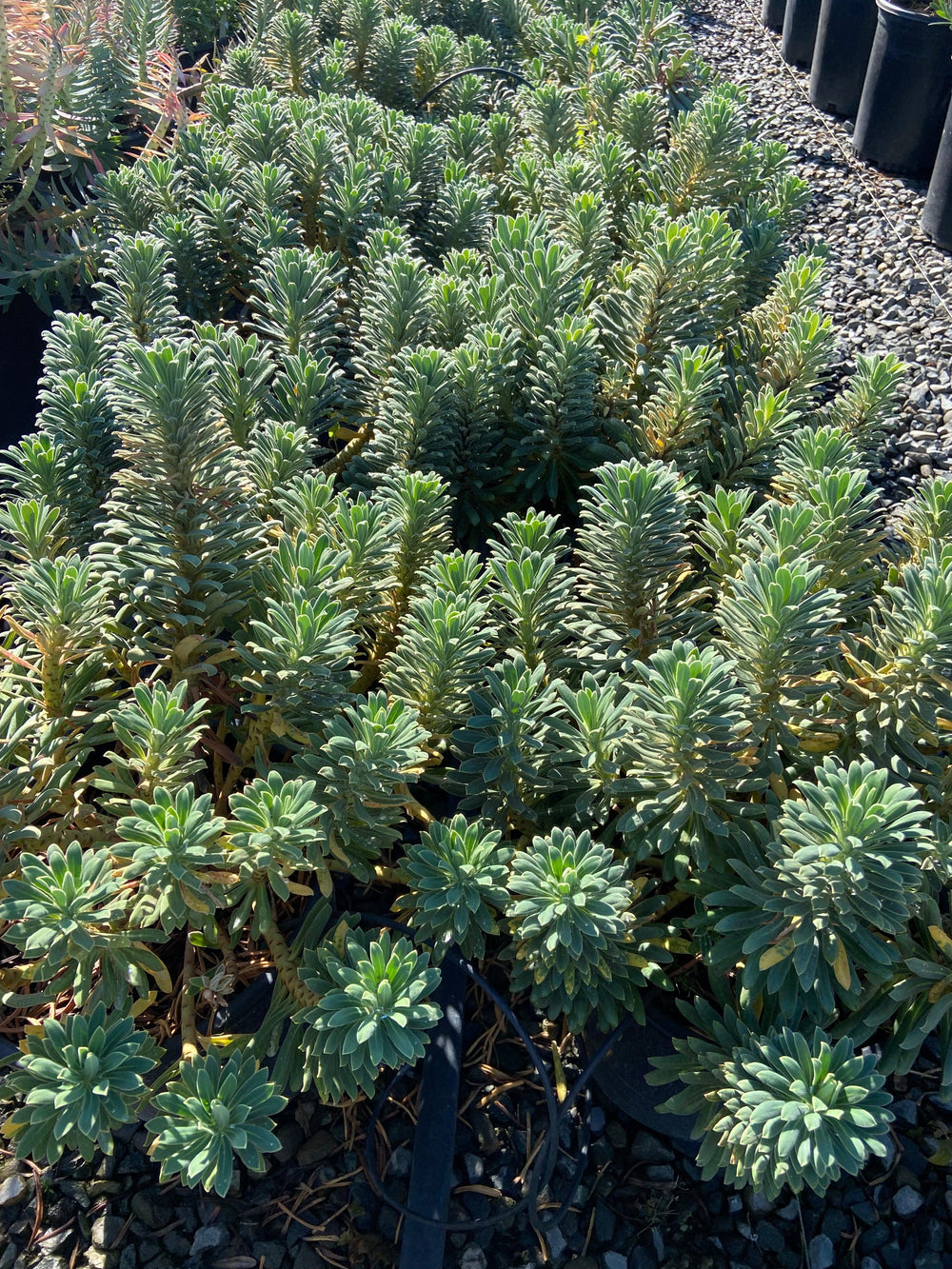 Spurge - Euphorbia - Pulled Nursery