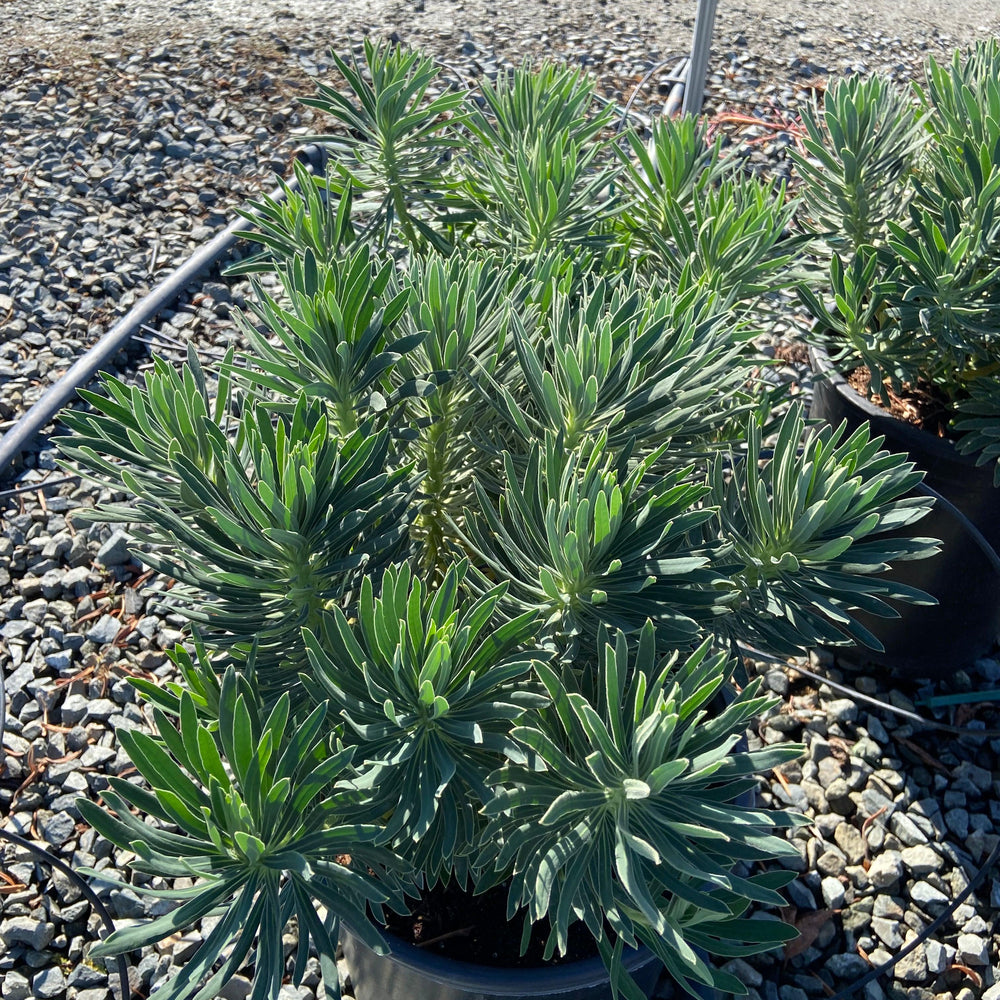 spurge succulent Spurge - Euphorbia