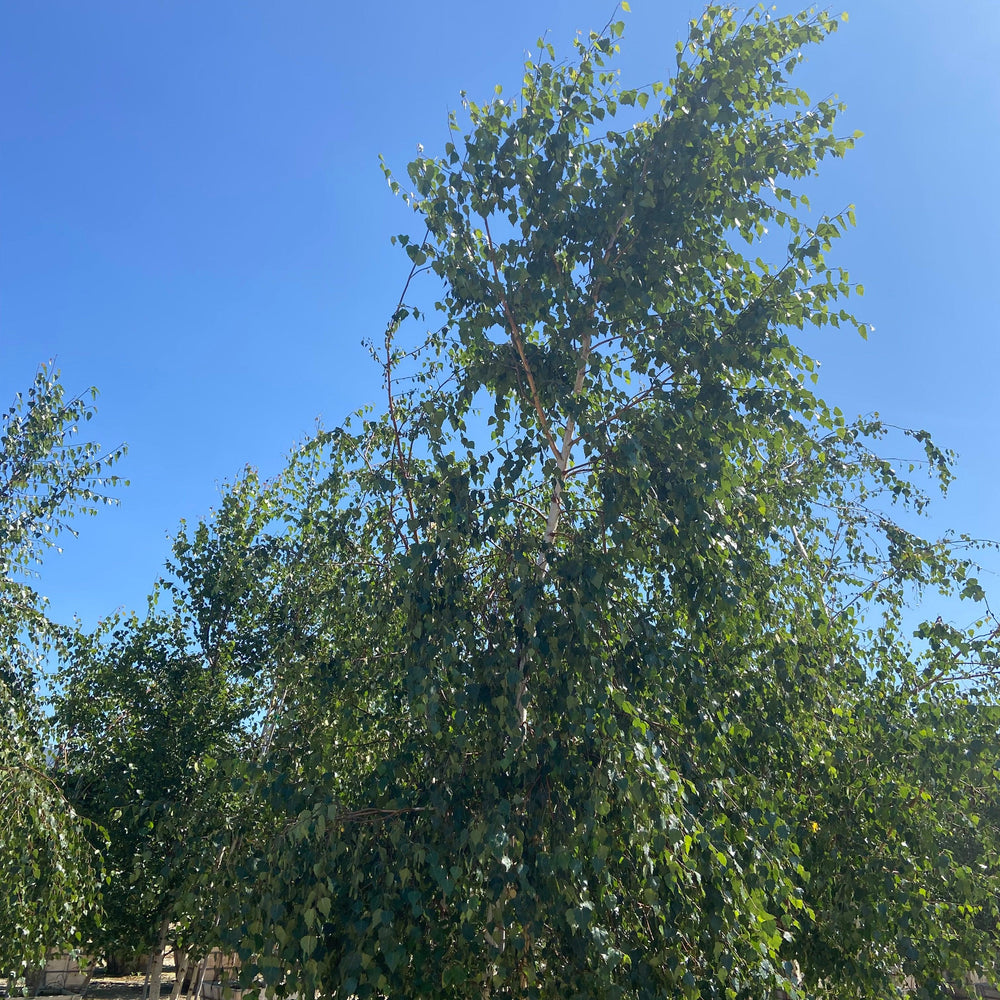 
                      
                        European White Birch (Betula pendula) - Pulled Nursery
                      
                    