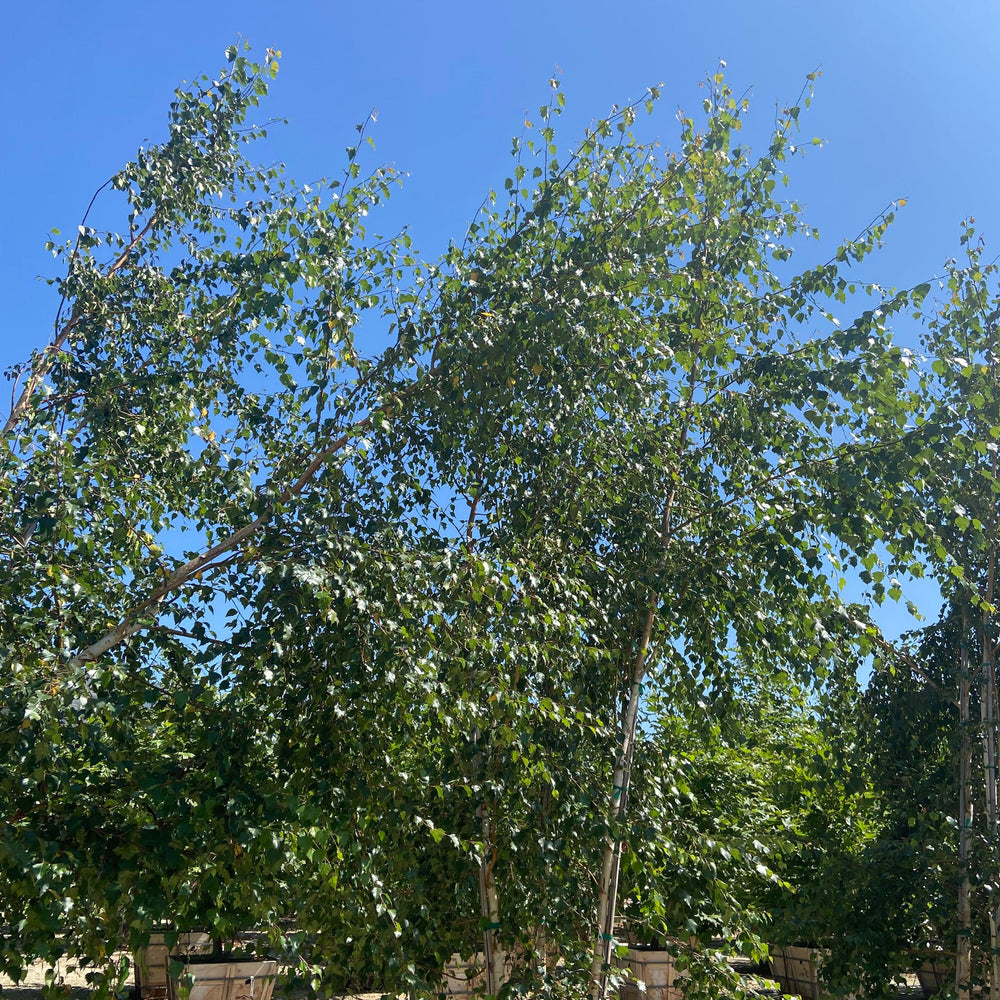 
                      
                        European White Birch (Betula pendula) - Pulled Nursery
                      
                    