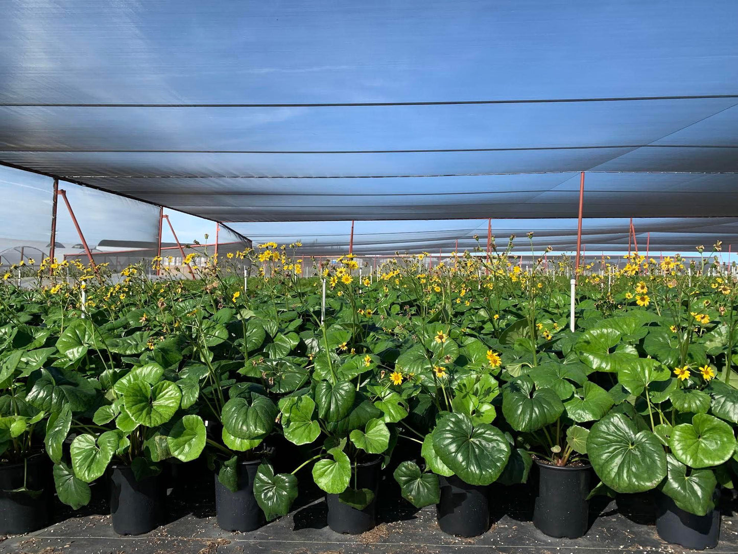 Giant Leopard Plant - Farifugium japonicum ‘Gigantea’ - Pulled Nursery