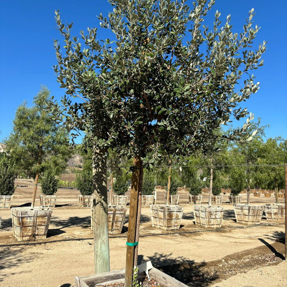 Pineapple Guava - Feijoa Sellowiana - Pulled Nursery