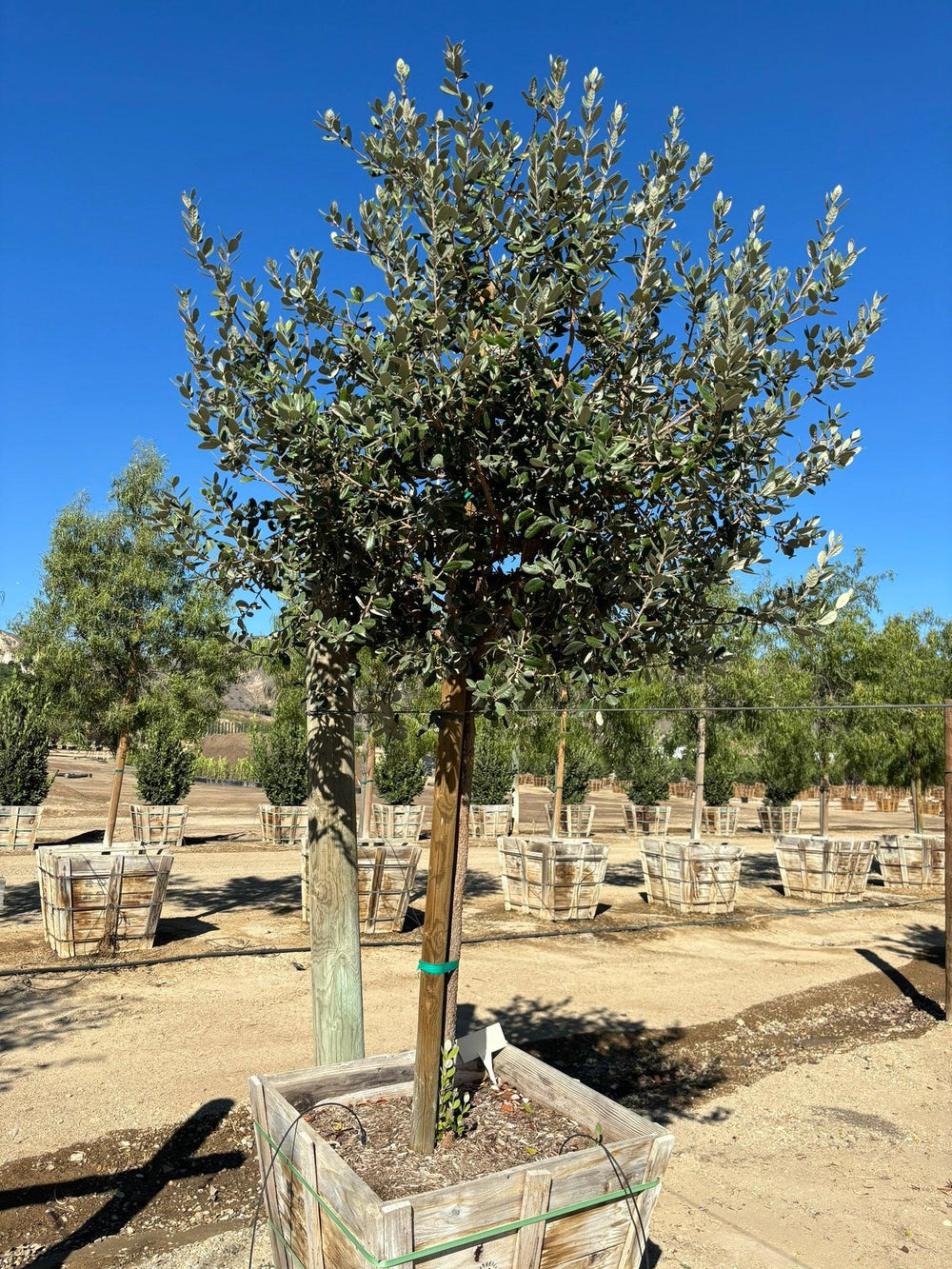 Pineapple Guava - Feijoa Sellowiana - Pulled Nursery