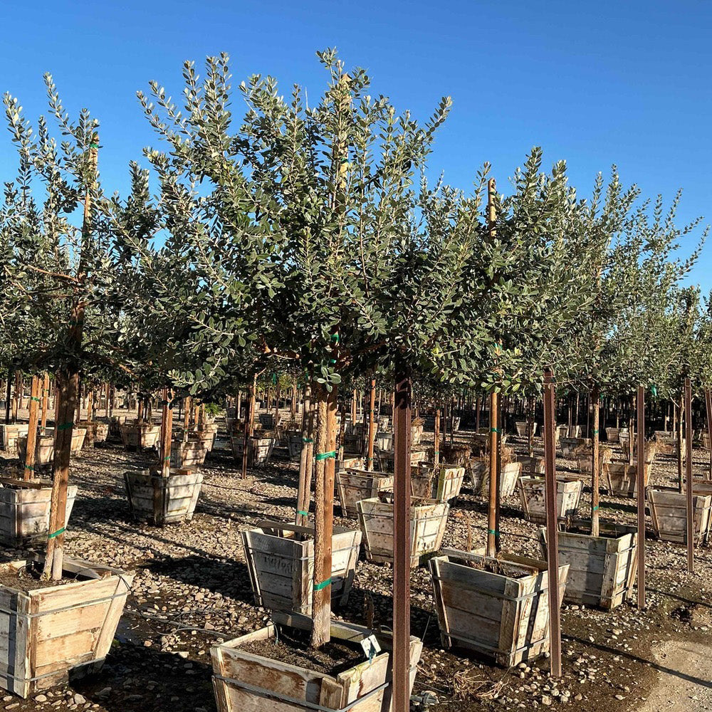 where to buy pineapple guava plant Pineapple Guava Tree (Feijoa Sellowiana) – Yardwork