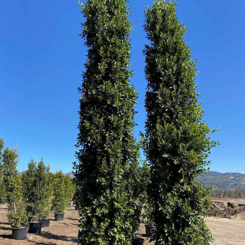 
                      
                        Indian Laurel Columns - Ficus microcarpa nitida - Pulled Nursery
                      
                    