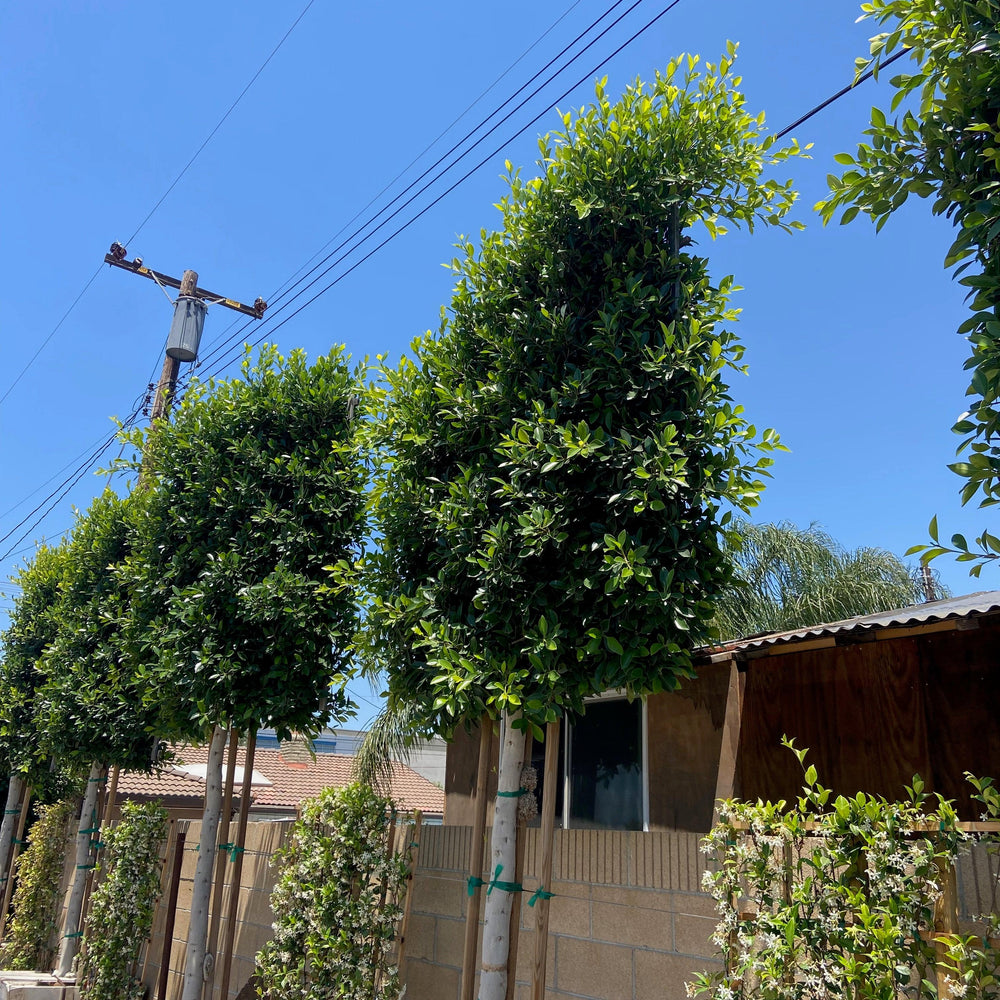 
                      
                        Indian Laurel Tree - Ficus microcarpa nitida - Pulled Nursery
                      
                    