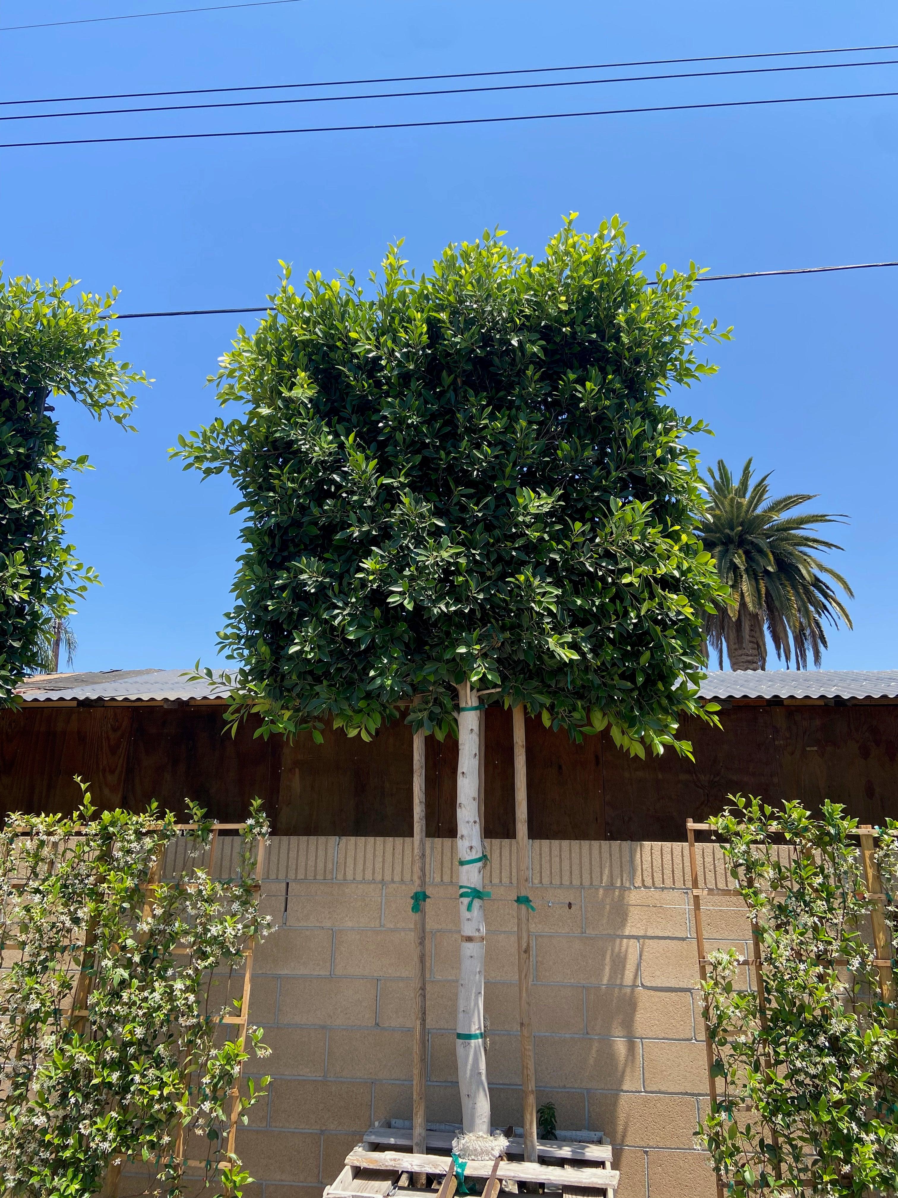 Ficus Tree - Ficus nitida – Yardwork