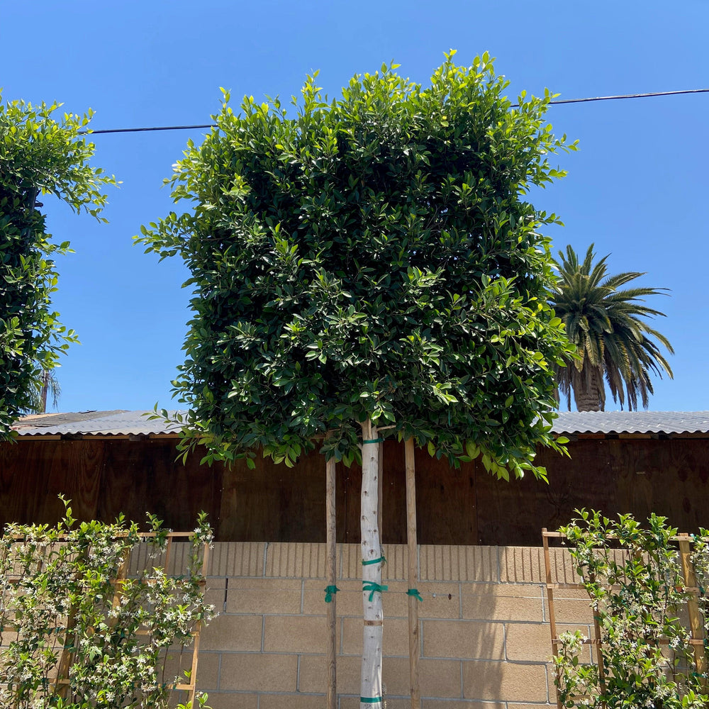 
                      
                        Indian Laurel Tree - Ficus microcarpa nitida - Pulled Nursery
                      
                    