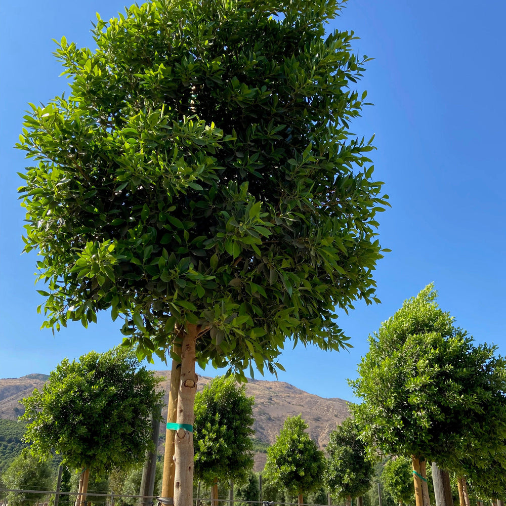 
                      
                        Indian Laurel Tree - Ficus microcarpa nitida - Pulled Nursery
                      
                    