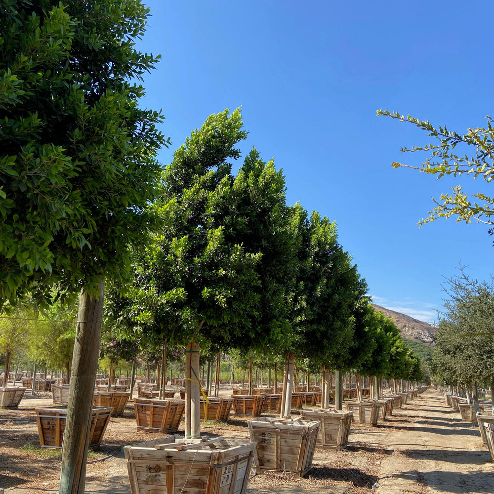 
                      
                        Indian Laurel Tree - Ficus microcarpa nitida - Pulled Nursery
                      
                    