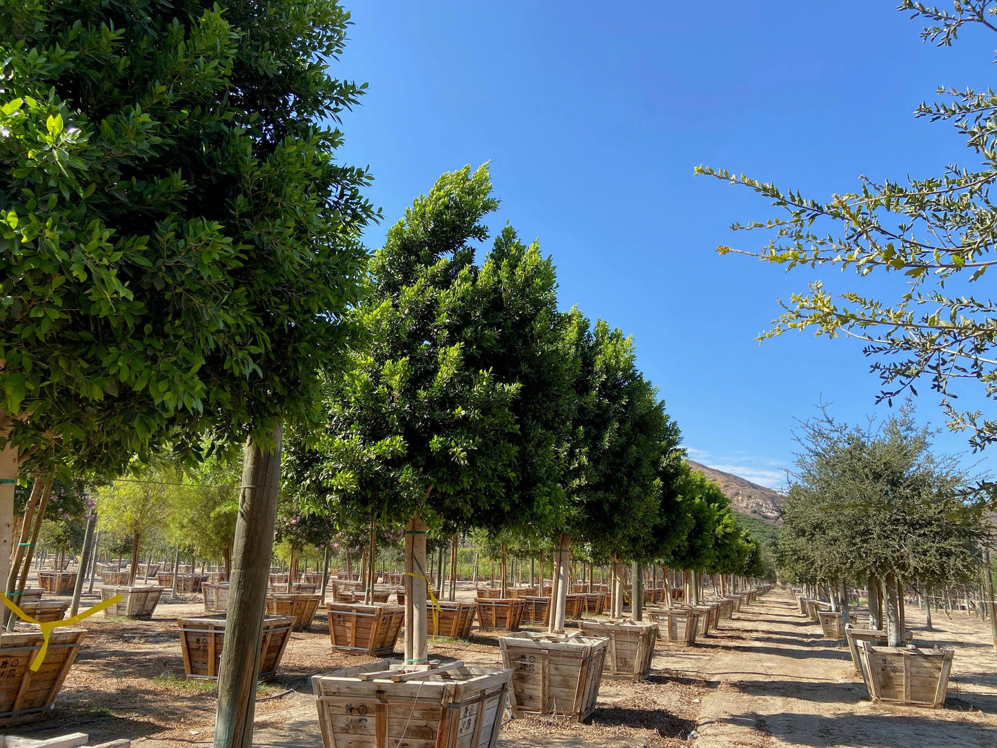 Indian Laurel Tree - Ficus microcarpa nitida - Pulled Nursery