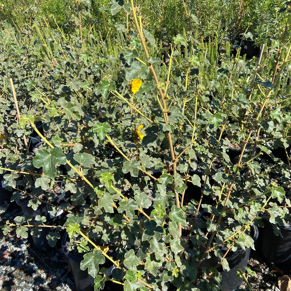 
                      
                        Flannel Bush - Fremontodendron - Pulled Nursery
                      
                    