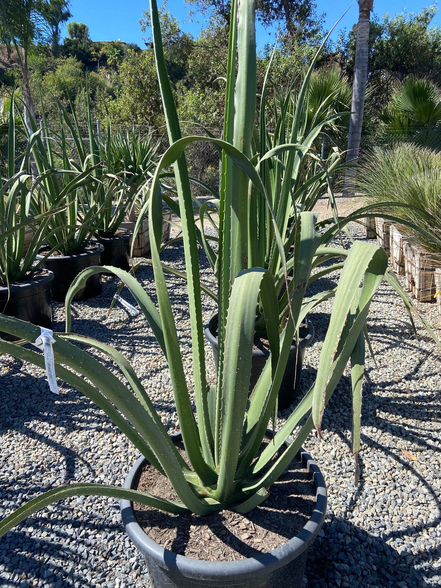 MacDougall's Century Plant - Furcraea macdougallii - Pulled Nursery