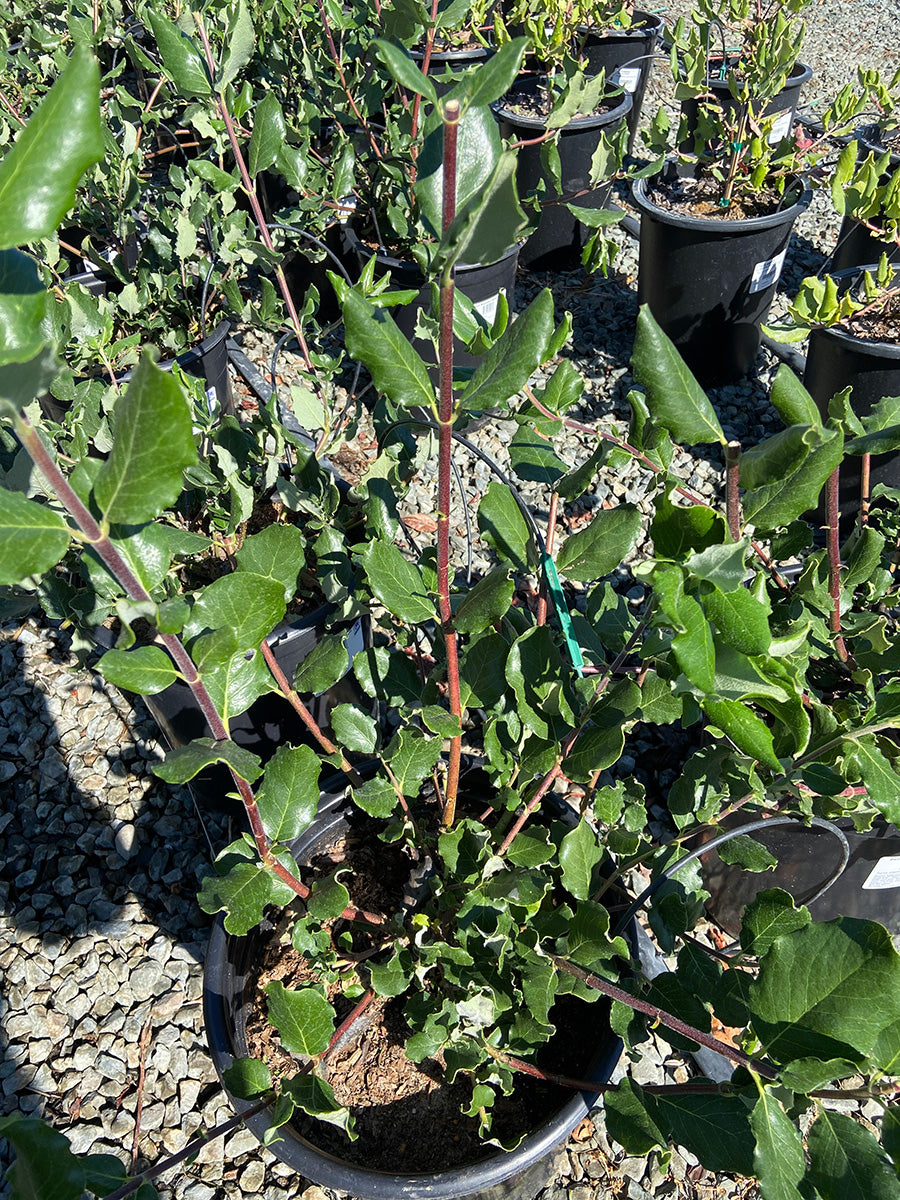 Garrya Elliptica (Coast Silk Tassel)