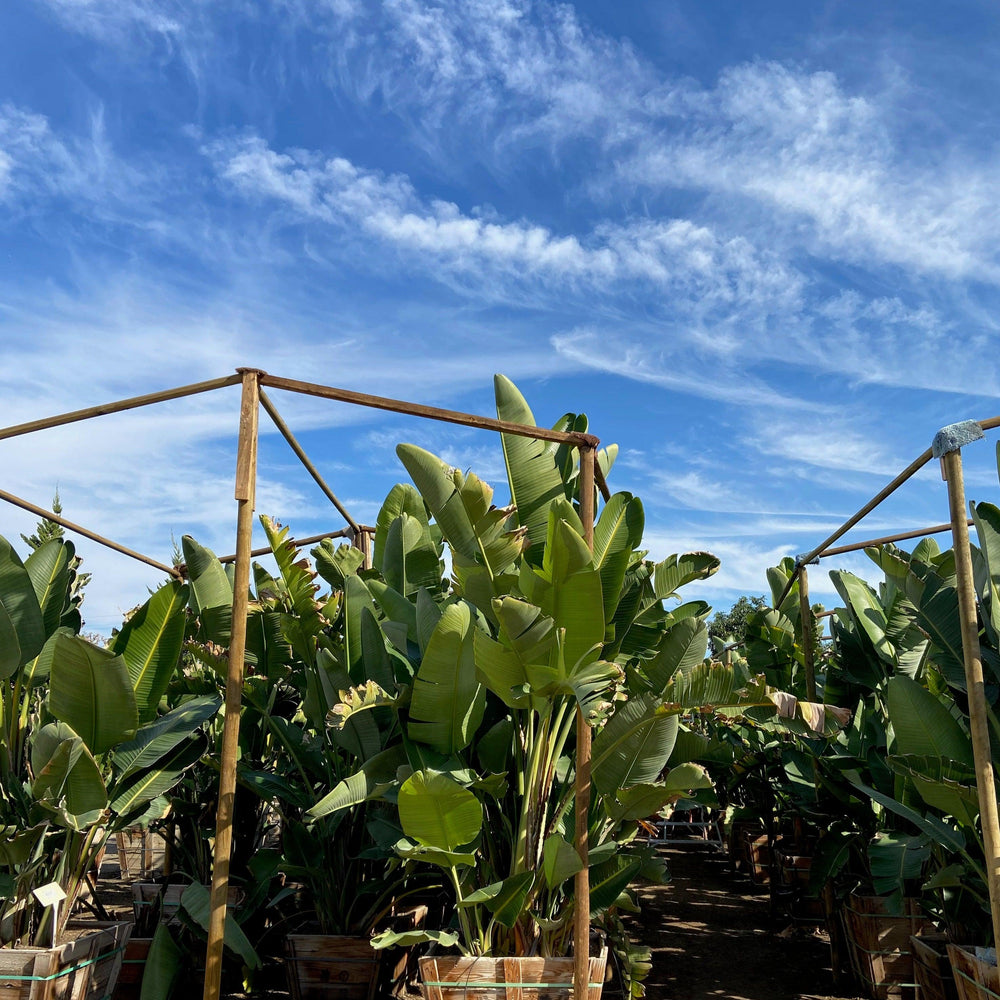 
                      
                        Giant Bird of Paradise (Strelitzia Nicolai) - Pulled Nursery
                      
                    