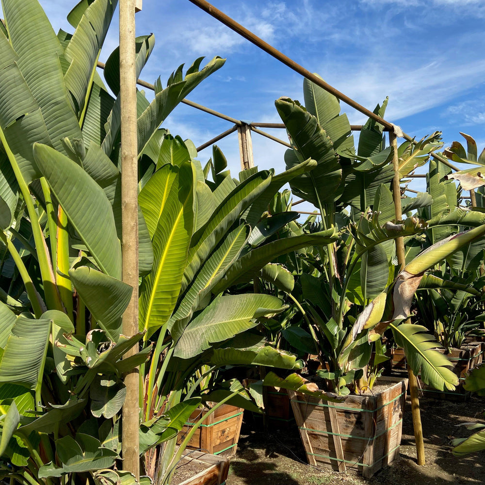 
                      
                        Giant Bird of Paradise (Strelitzia Nicolai) - Pulled Nursery
                      
                    