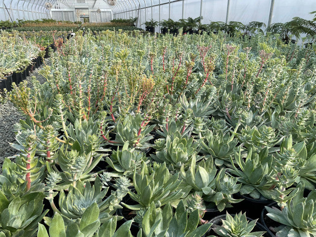 Giant Chalk Dudleya - Dudleya brittonii