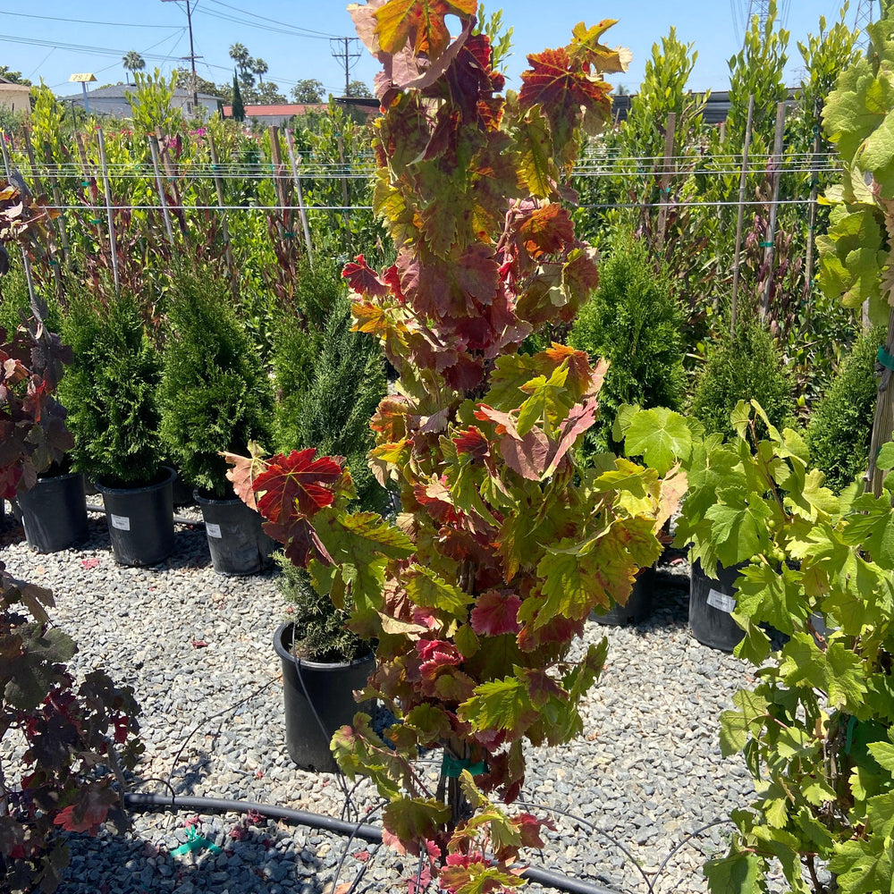 Black Monukka Table Grape - Grape Table 'Black Monukka - Pulled Nursery