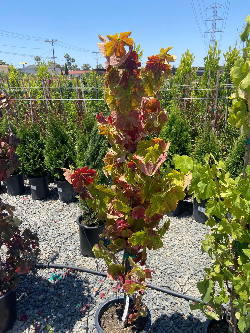 Black Monukka Table Grape - Grape Table 'Black Monukka - Pulled Nursery