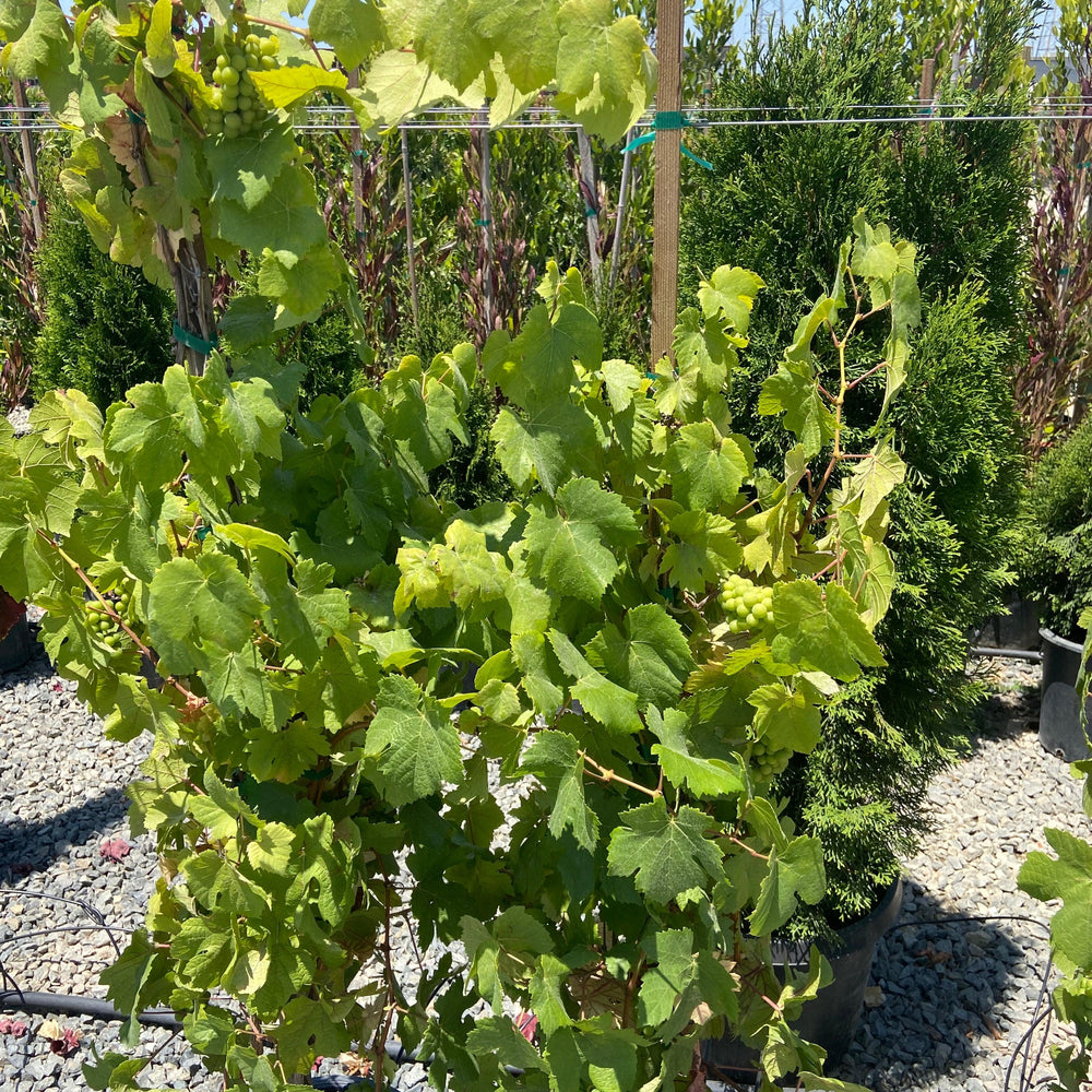 Pinot Noir Wine Grape - Grape Wine 'Pinot Noir' - Pulled Nursery