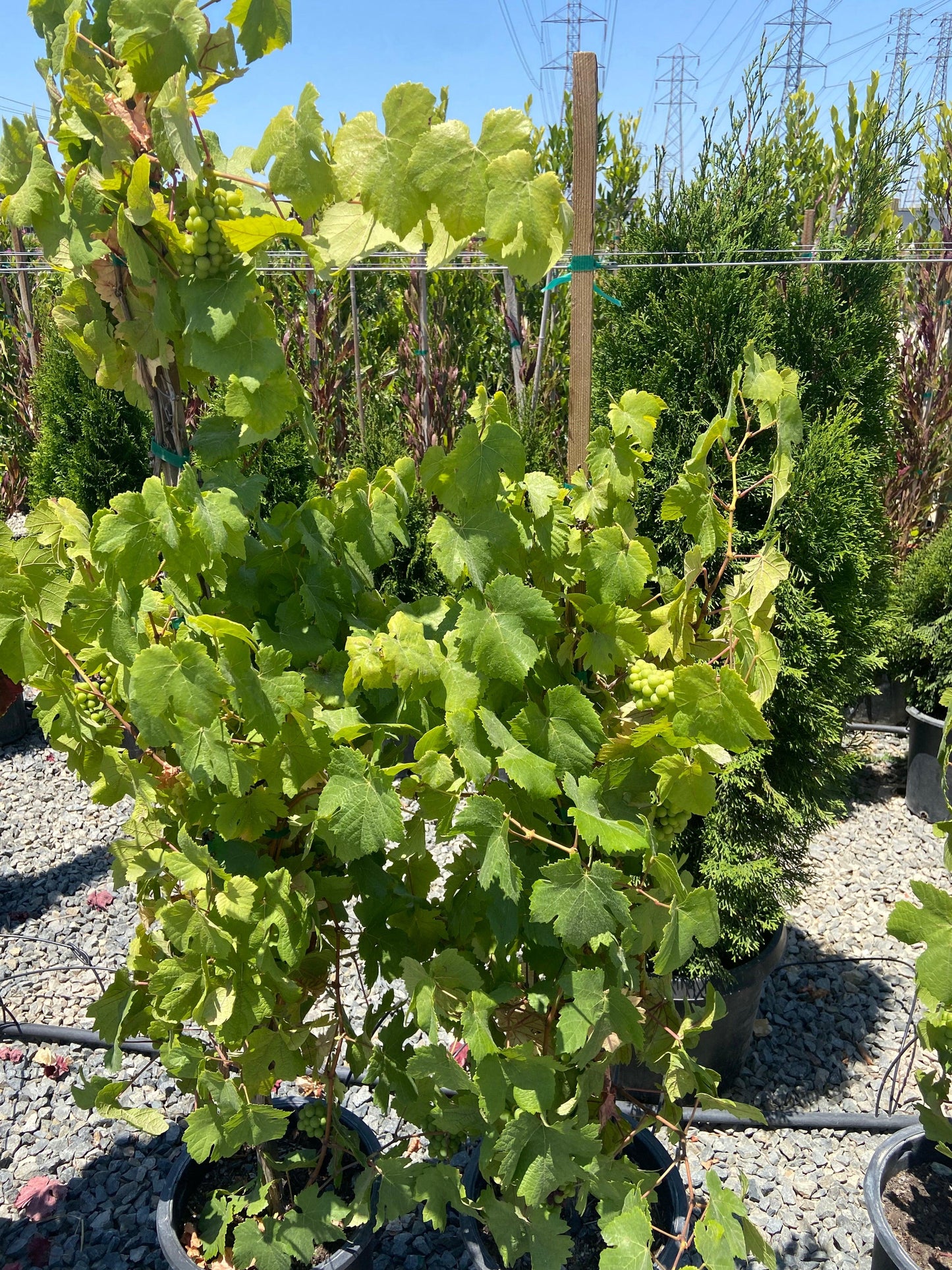 Pinot Noir Wine Grape - Grape Wine 'Pinot Noir' - Pulled Nursery