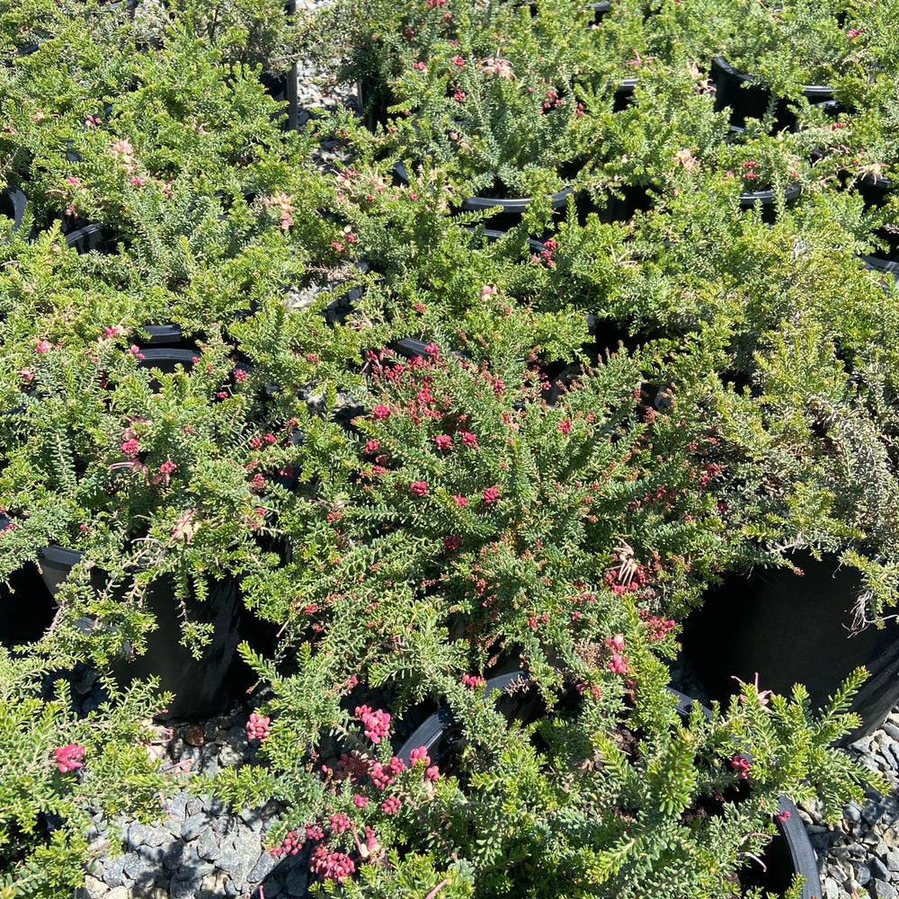 Canberra Gem Grevillea - Grevillea 'Canberra Gem - Pulled Nursery