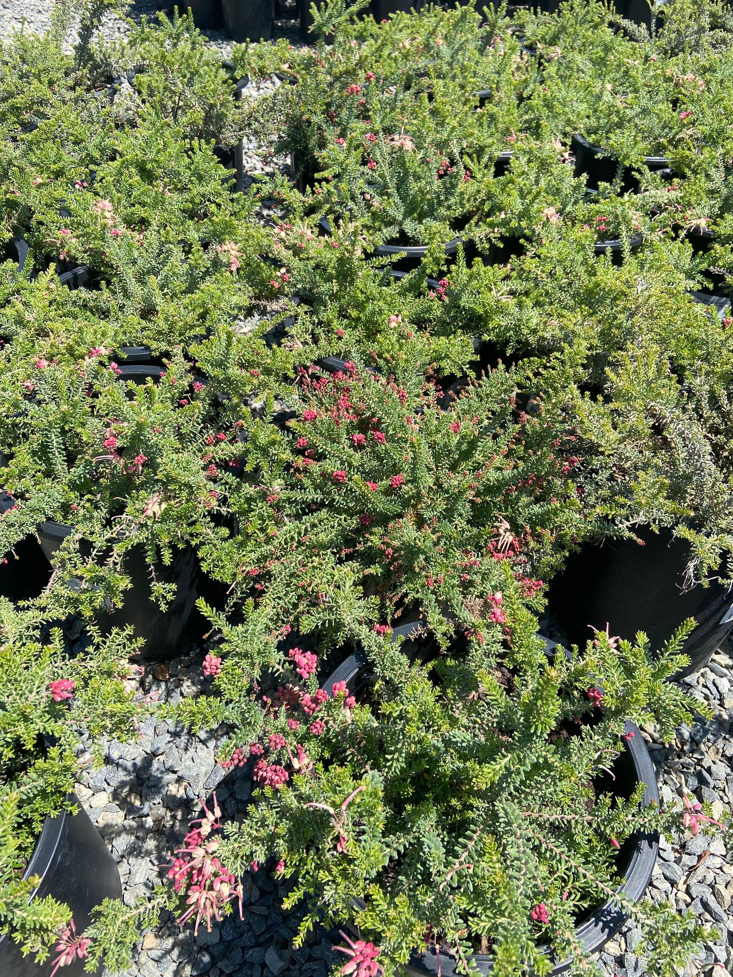 Spider Flower - Grevillea - Pulled Nursery