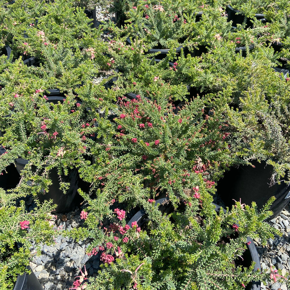 Spider Flower - Grevillea - Pulled Nursery