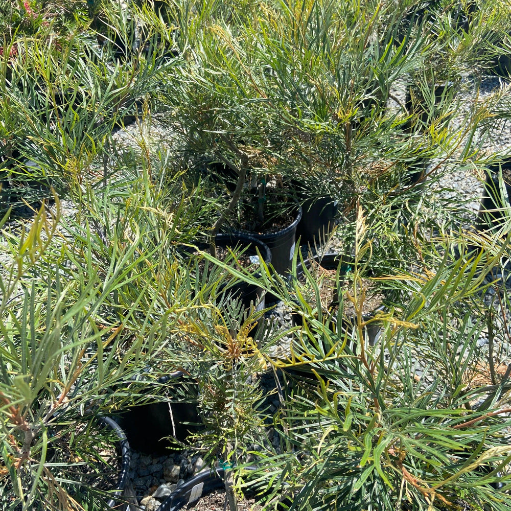 Moonlight Grevillea - Grevillea 'Moonlight' - Pulled Nursery