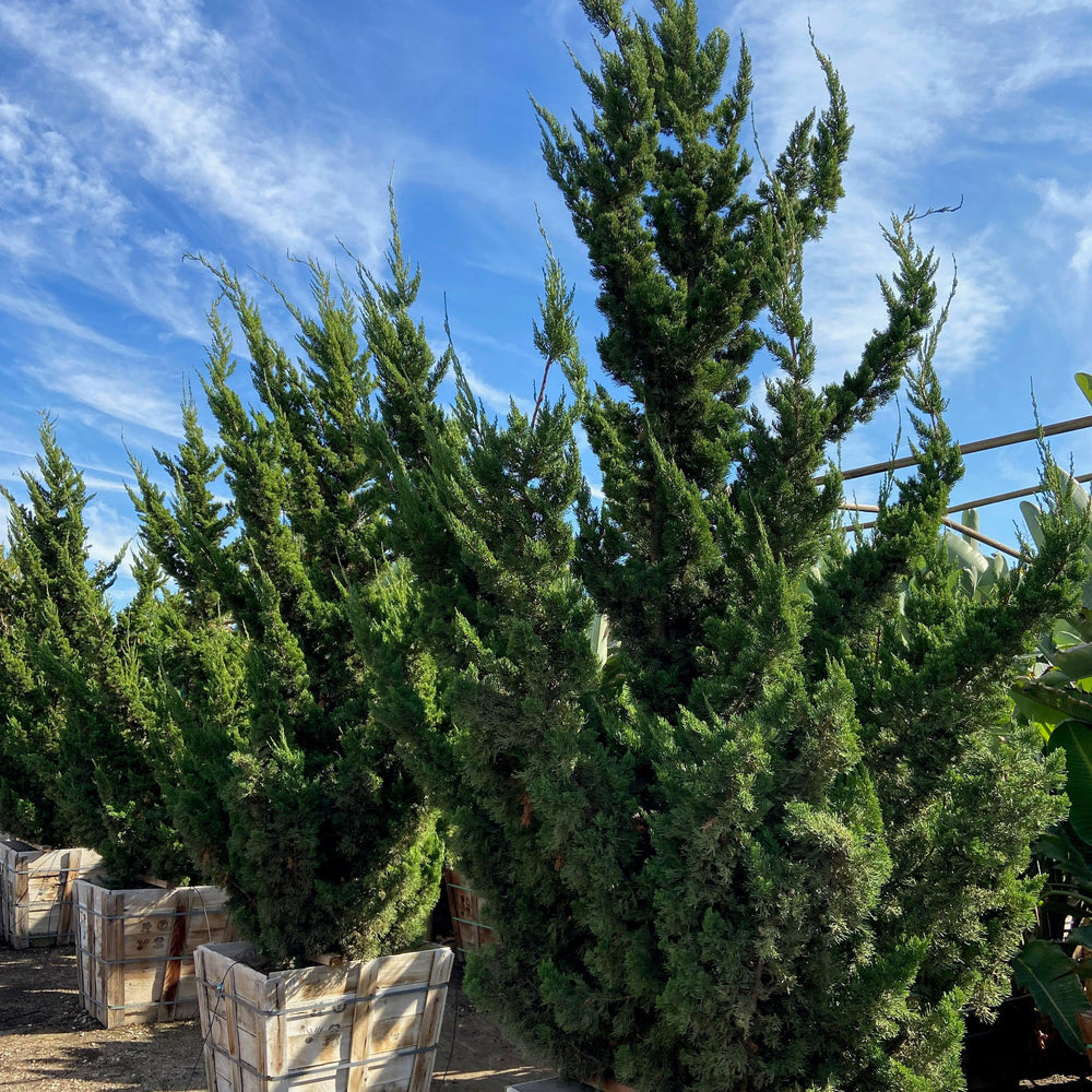 
                      
                        Hollywood Juniper - Juniperus chinensis 'Torulosa’ - Pulled Nursery
                      
                    